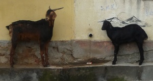 Goat Buddies