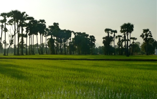 Rice Fields, Tiruvannamalai, South India