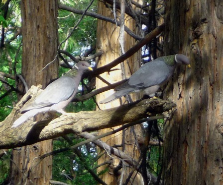 pigeons in tree