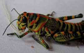 Colorful Cricket in Release